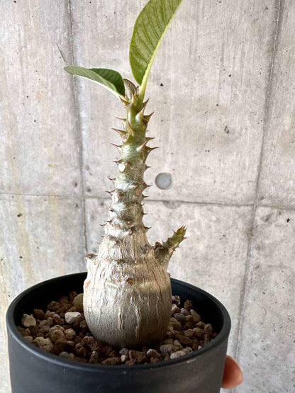 【現品限り】パキポディウム・ウィンゾリー 実生【A107】 Pachypodium windsorii