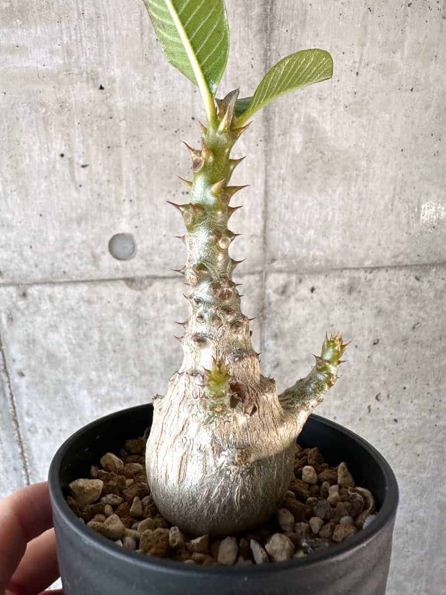 【現品限り】パキポディウム・ウィンゾリー 実生【A107】 Pachypodium windsorii