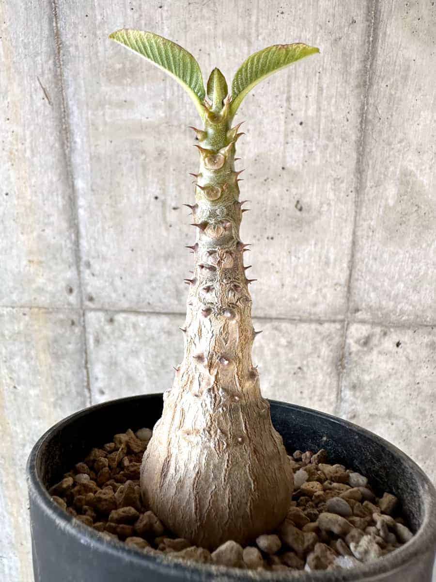 【現品限り】パキポディウム・ウィンゾリー 実生【A108】 Pachypodium windsorii