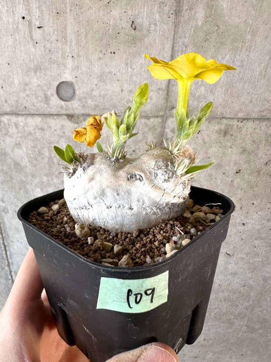 【現品限り】パキポディウム・ブレビカウレ 現地株 2年ほど管理【A109】 Pachypodium brevicaule