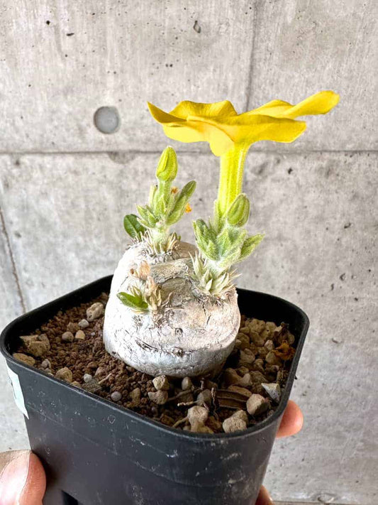 【現品限り】パキポディウム・ブレビカウレ 現地株 2年ほど管理【A109】 Pachypodium brevicaule