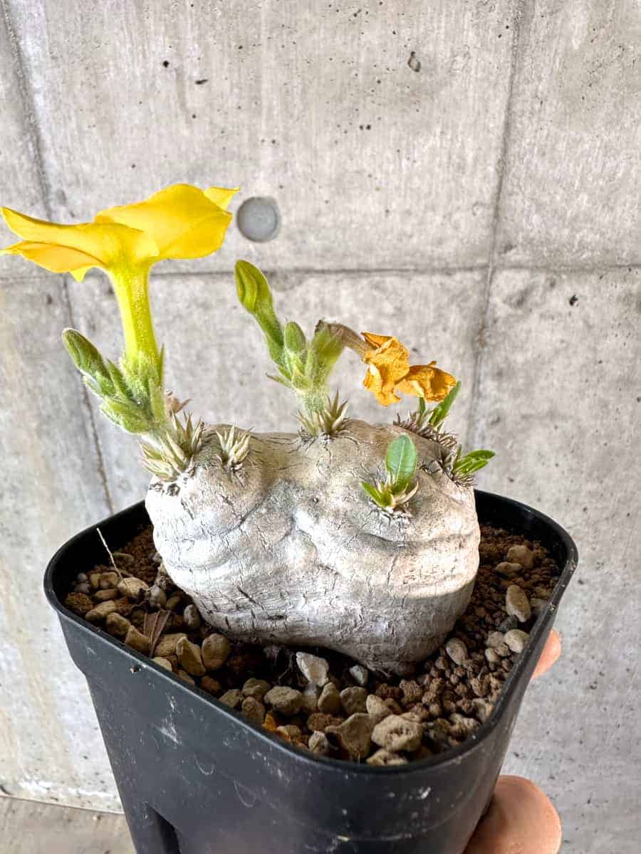 【現品限り】パキポディウム・ブレビカウレ 現地株 2年ほど管理【A109】 Pachypodium brevicaule