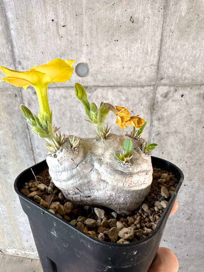 【現品限り】パキポディウム・ブレビカウレ 現地株 2年ほど管理【A109】 Pachypodium brevicaule