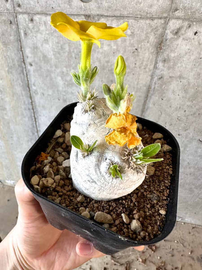 【現品限り】パキポディウム・ブレビカウレ 現地株 2年ほど管理【A109】 Pachypodium brevicaule