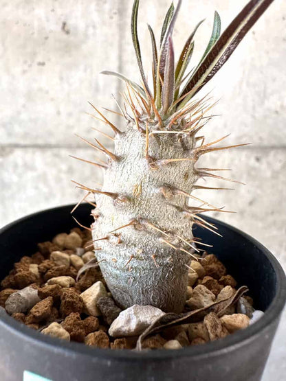 【現品限り】パキポディウム・グラキリス【A10】 Pachypodium gracilius