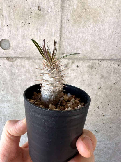【現品限り】パキポディウム・グラキリス【A10】 Pachypodium gracilius