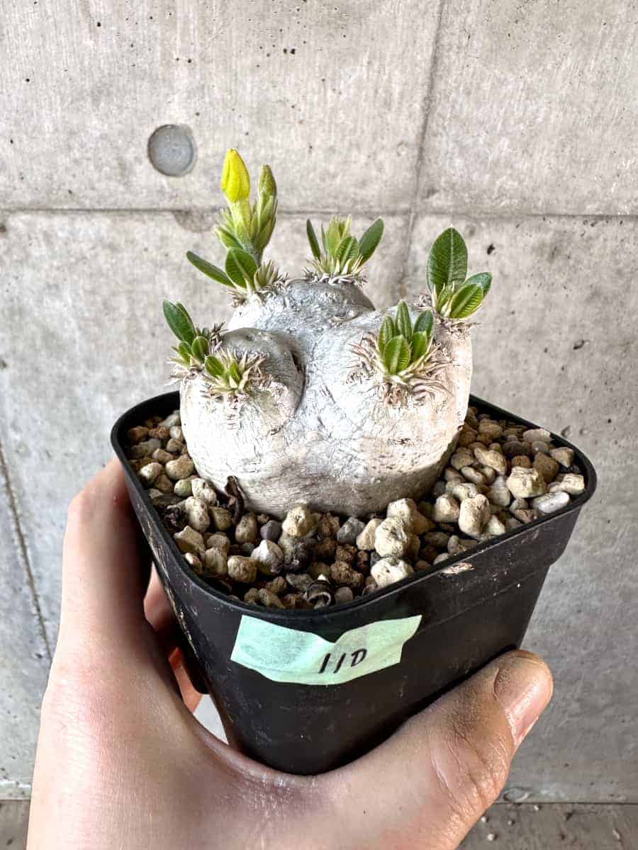 【現品限り】パキポディウム・ブレビカウレ 現地株 2年ほど管理【A110】 Pachypodium brevicaule