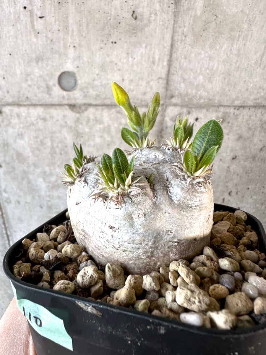 【現品限り】パキポディウム・ブレビカウレ 現地株 2年ほど管理【A110】 Pachypodium brevicaule