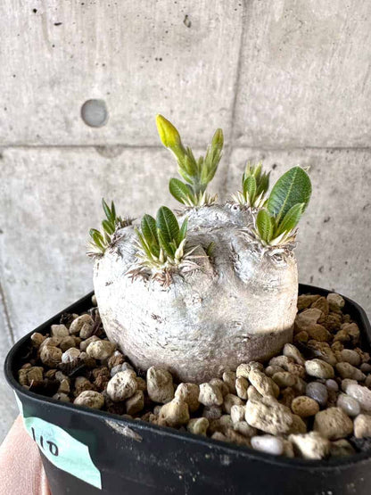 【現品限り】パキポディウム・ブレビカウレ 現地株 2年ほど管理【A110】 Pachypodium brevicaule