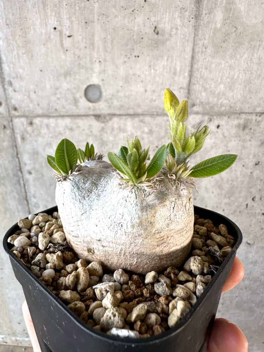 【現品限り】パキポディウム・ブレビカウレ 現地株 2年ほど管理【A110】 Pachypodium brevicaule
