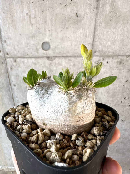【現品限り】パキポディウム・ブレビカウレ 現地株 2年ほど管理【A110】 Pachypodium brevicaule