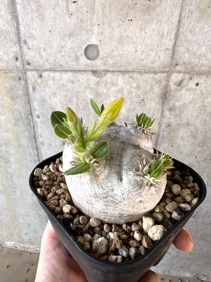 【現品限り】パキポディウム・ブレビカウレ 現地株 2年ほど管理【A110】 Pachypodium brevicaule