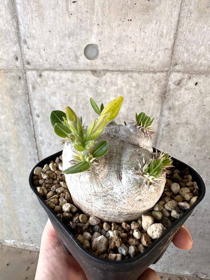 【現品限り】パキポディウム・ブレビカウレ 現地株 2年ほど管理【A110】 Pachypodium brevicaule