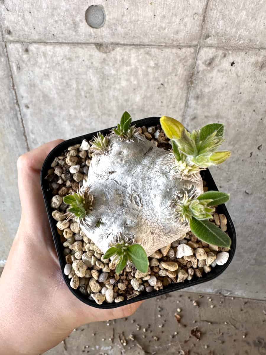 【現品限り】パキポディウム・ブレビカウレ 現地株 2年ほど管理【A110】 Pachypodium brevicaule