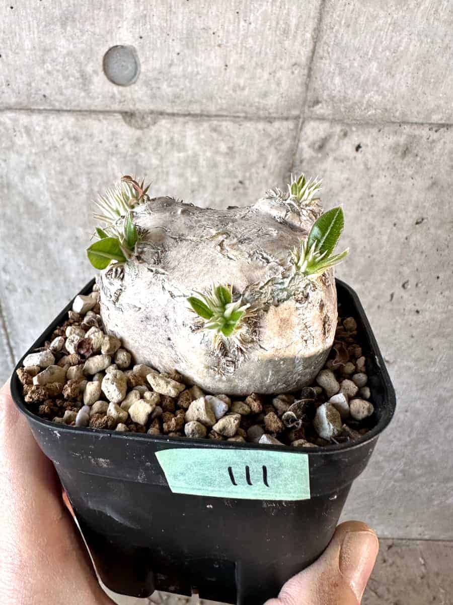 【現品限り】パキポディウム・ブレビカウレ 現地株 2年ほど管理【A111】 Pachypodium brevicaule