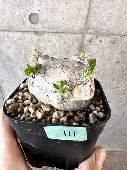 【現品限り】パキポディウム・ブレビカウレ 現地株 2年ほど管理【A111】 Pachypodium brevicaule