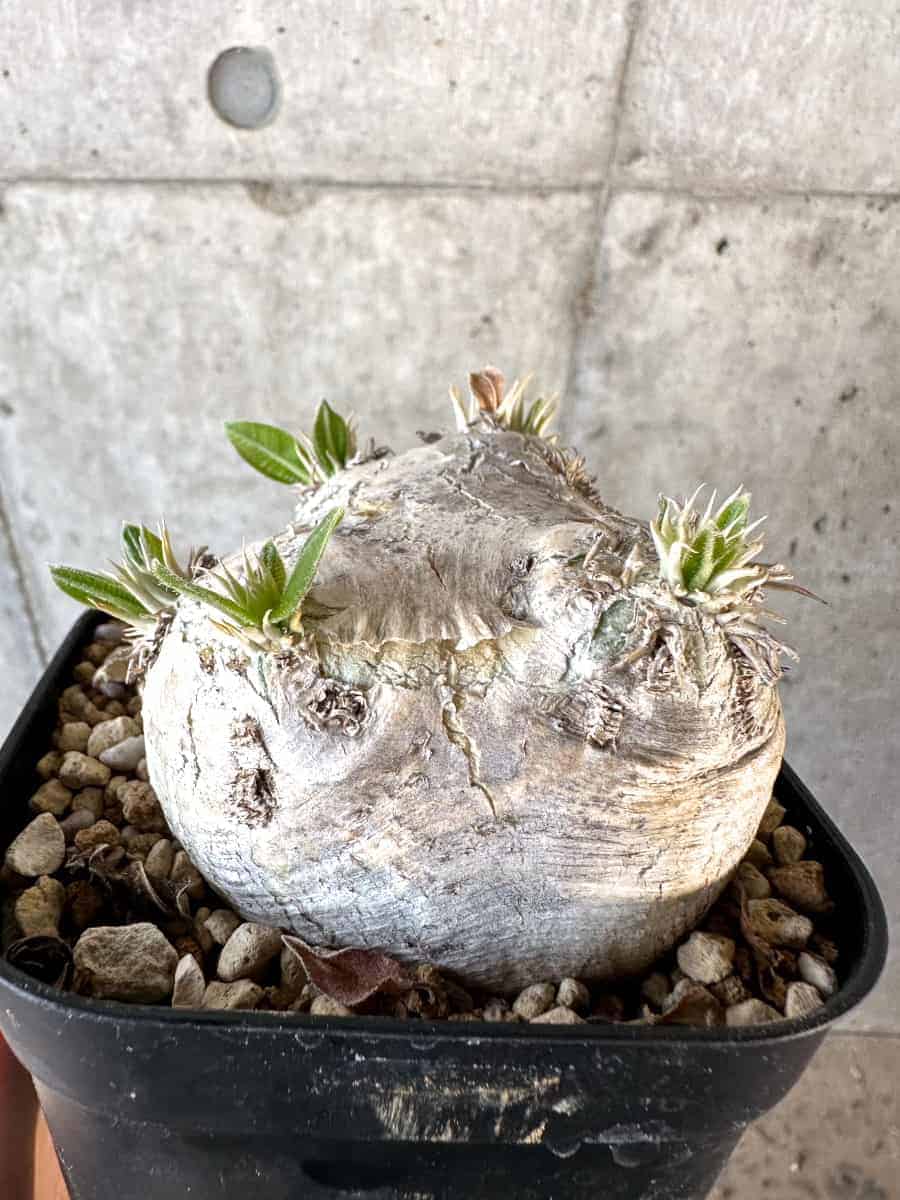 【現品限り】パキポディウム・ブレビカウレ 現地株 2年ほど管理【A111】 Pachypodium brevicaule