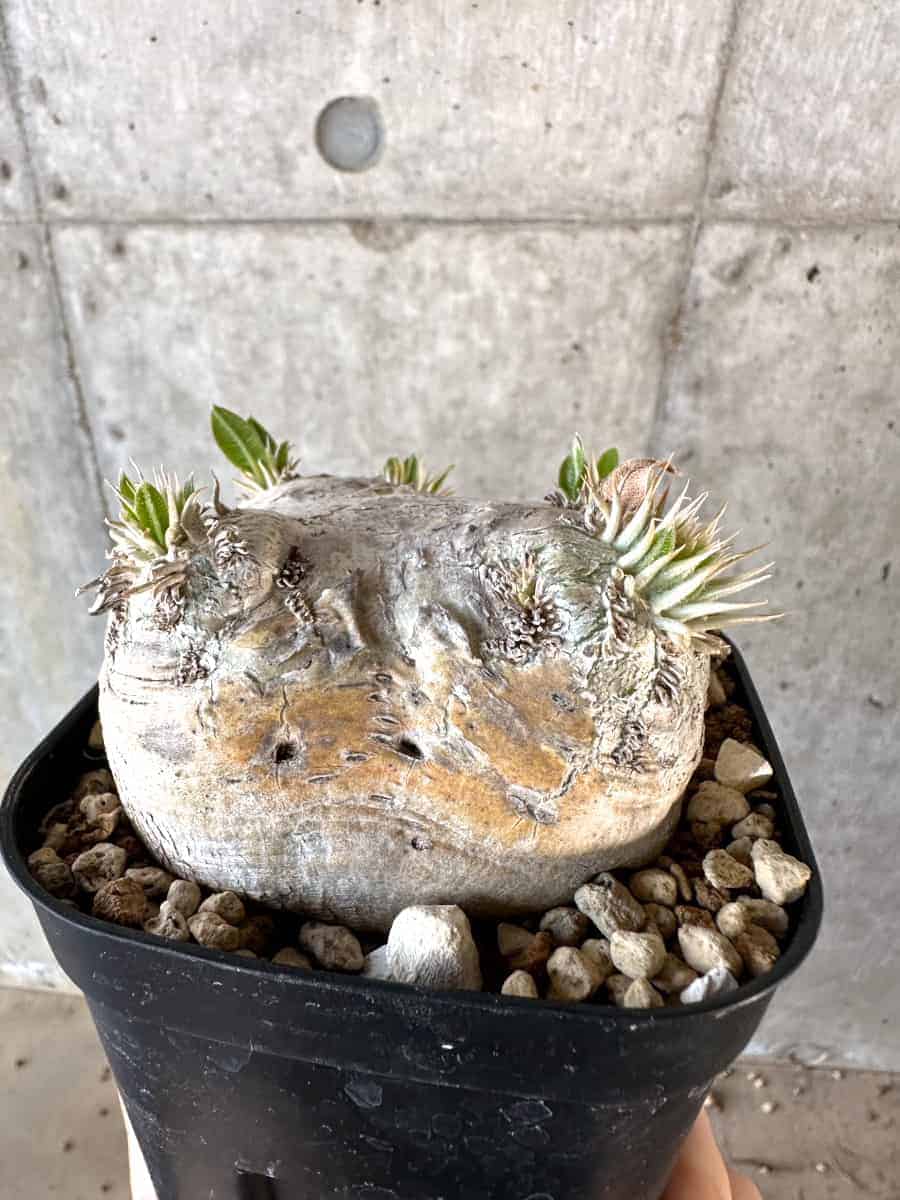 【現品限り】パキポディウム・ブレビカウレ 現地株 2年ほど管理【A111】 Pachypodium brevicaule