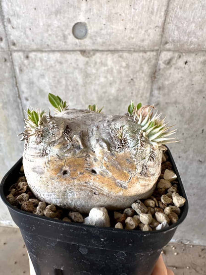 【現品限り】パキポディウム・ブレビカウレ 現地株 2年ほど管理【A111】 Pachypodium brevicaule