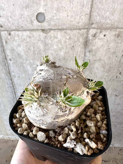 【現品限り】パキポディウム・ブレビカウレ 現地株 2年ほど管理【A111】 Pachypodium brevicaule
