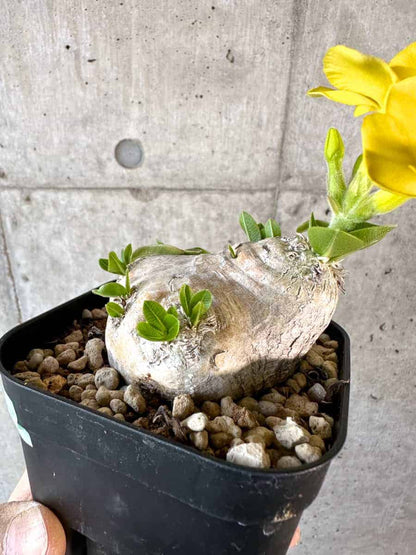 【現品限り】パキポディウム・ブレビカウレ 現地株 2年ほど管理【A112】 Pachypodium brevicaule