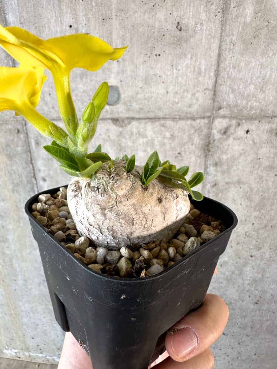 【現品限り】パキポディウム・ブレビカウレ 現地株 2年ほど管理【A112】 Pachypodium brevicaule
