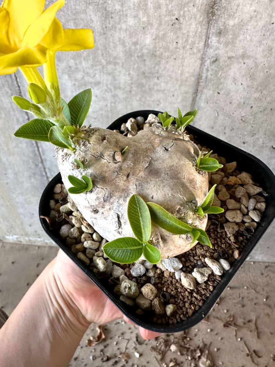 【現品限り】パキポディウム・ブレビカウレ 現地株 2年ほど管理【A112】 Pachypodium brevicaule