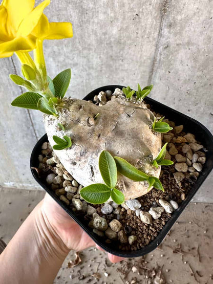 【現品限り】パキポディウム・ブレビカウレ 現地株 2年ほど管理【A112】 Pachypodium brevicaule