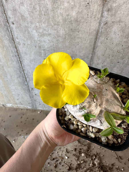 【現品限り】パキポディウム・ブレビカウレ 現地株 2年ほど管理【A112】 Pachypodium brevicaule