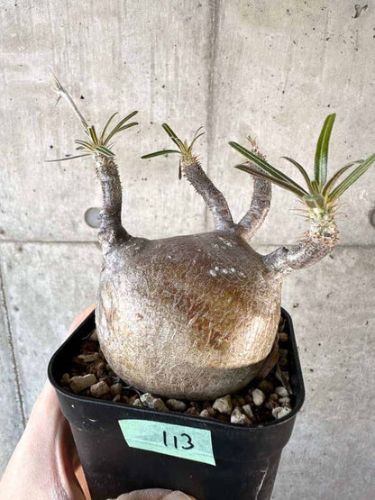 【現品限り】パキポディウム・グラキリス 現地株【A113】 Pachypodium gracilius