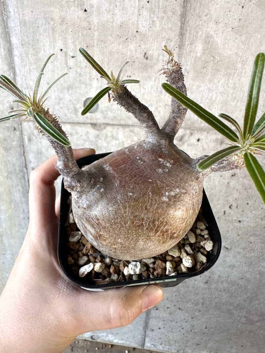 現品限り】パキポディウム・グラキリス 現地株【A113】 Pachypodium