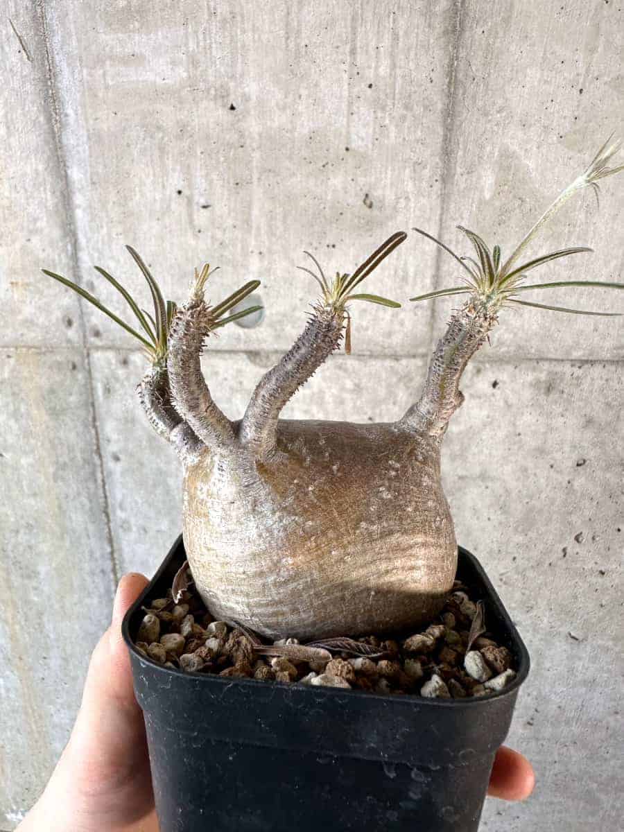 現品限り】パキポディウム・グラキリス 現地株【A113】 Pachypodium