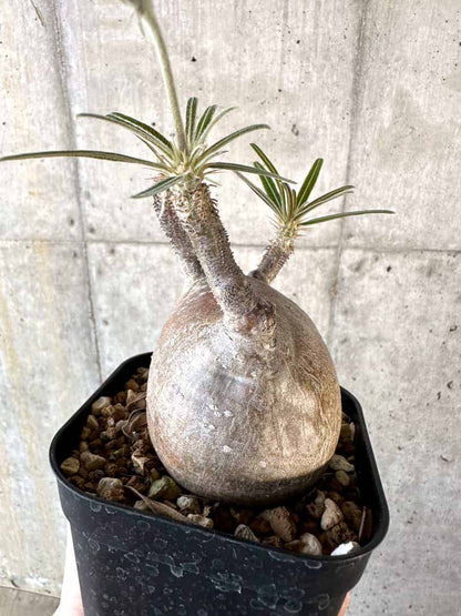 【現品限り】パキポディウム・グラキリス 現地株【A113】 Pachypodium gracilius