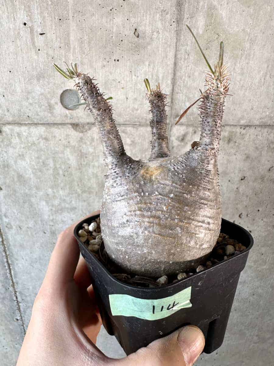 【現品限り】パキポディウム・グラキリス 現地株【A114】 Pachypodium gracilius