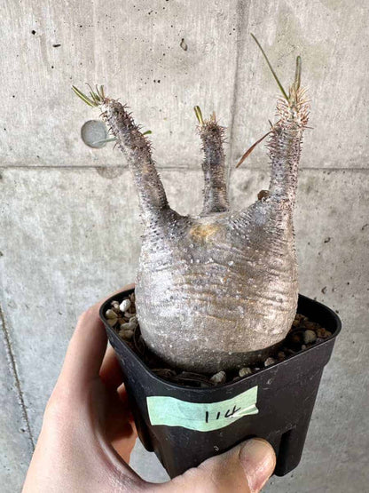 【現品限り】パキポディウム・グラキリス 現地株【A114】 Pachypodium gracilius