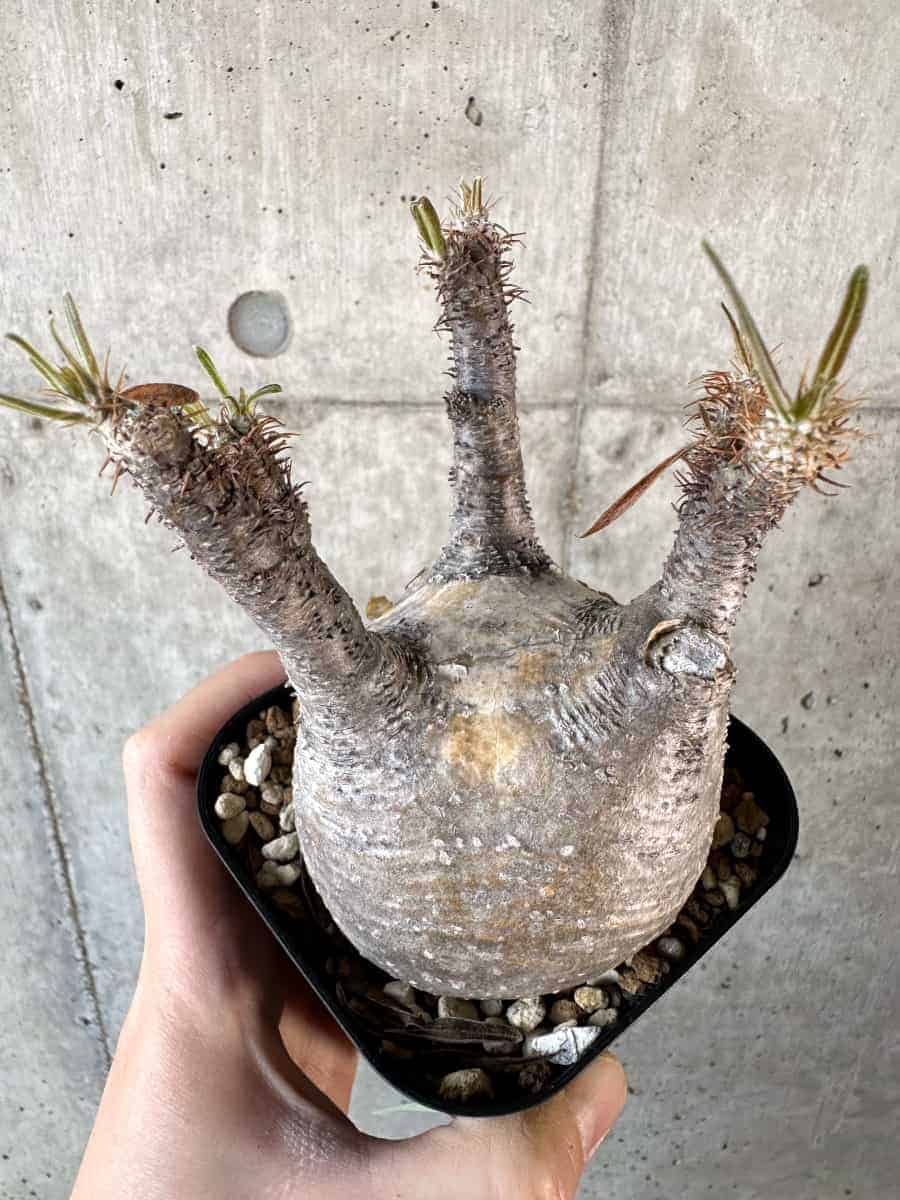 【現品限り】パキポディウム・グラキリス 現地株【A114】 Pachypodium gracilius