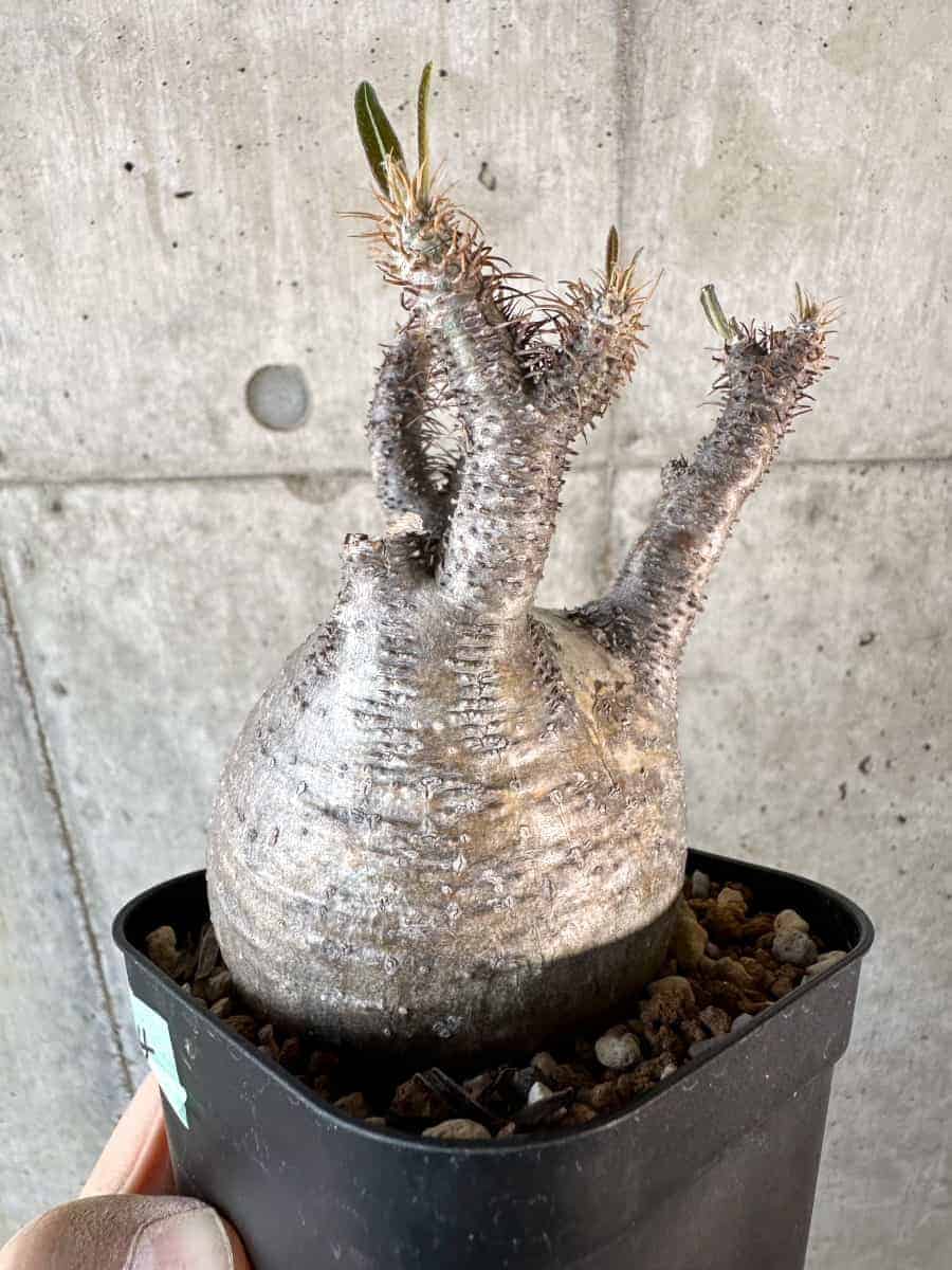 【現品限り】パキポディウム・グラキリス 現地株【A114】 Pachypodium gracilius