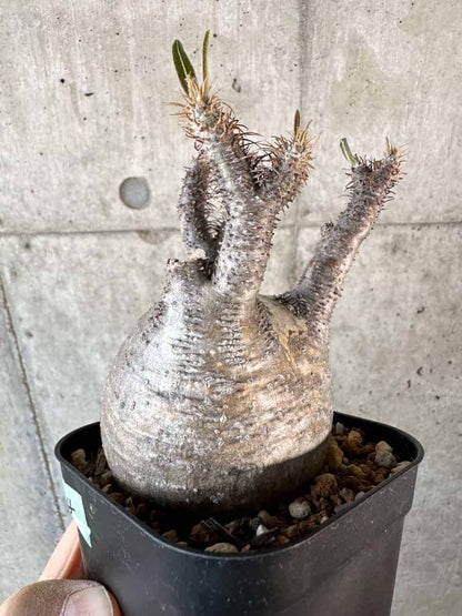 【現品限り】パキポディウム・グラキリス 現地株【A114】 Pachypodium gracilius