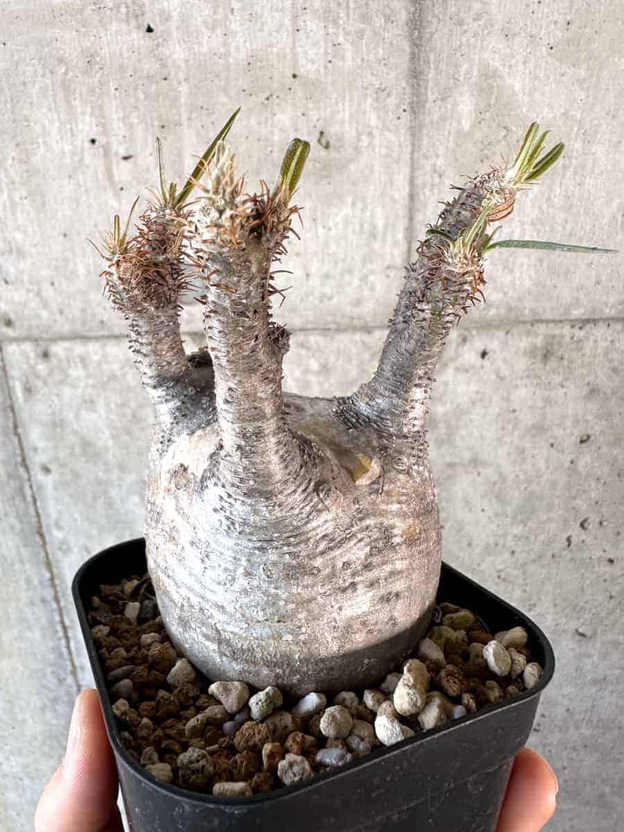 【現品限り】パキポディウム・グラキリス 現地株【A114】 Pachypodium gracilius