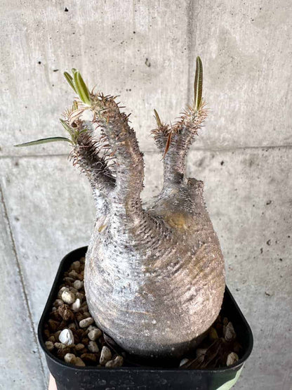 【現品限り】パキポディウム・グラキリス 現地株【A114】 Pachypodium gracilius