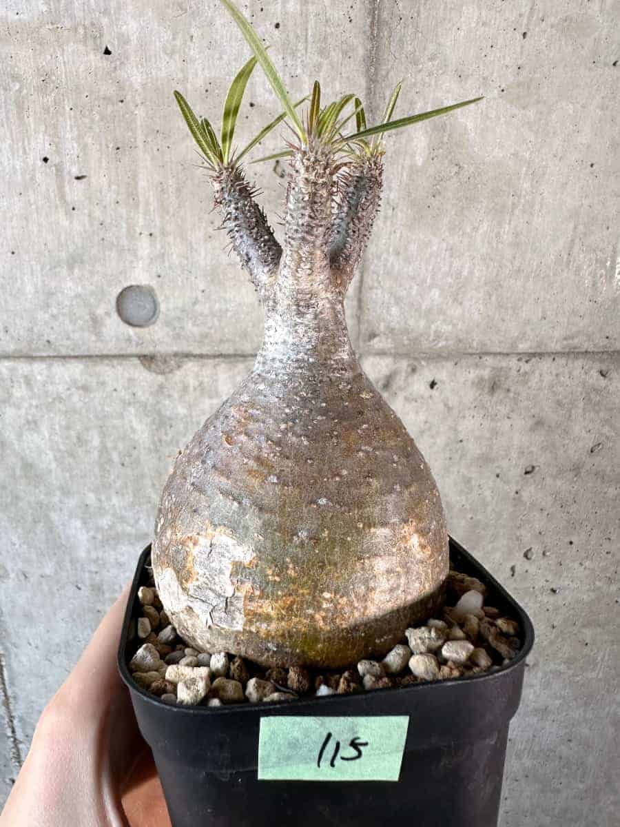 【現品限り】パキポディウム・グラキリス 現地株【A115】 Pachypodium gracilius