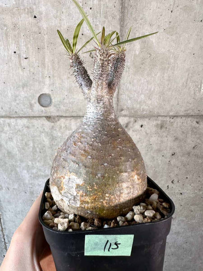 【現品限り】パキポディウム・グラキリス 現地株【A115】 Pachypodium gracilius