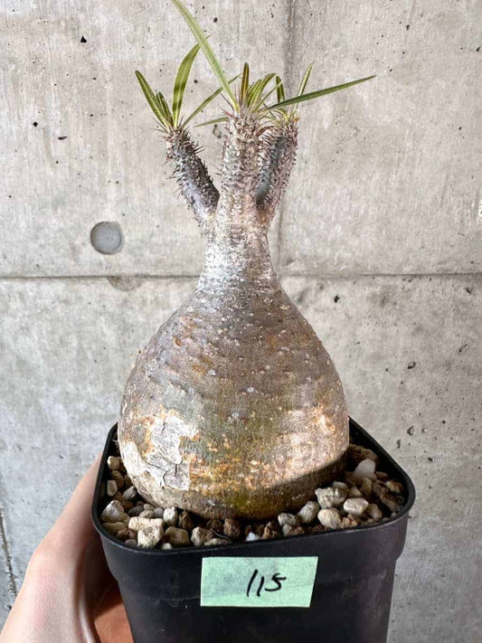 【現品限り】パキポディウム・グラキリス 現地株【A115】 Pachypodium gracilius