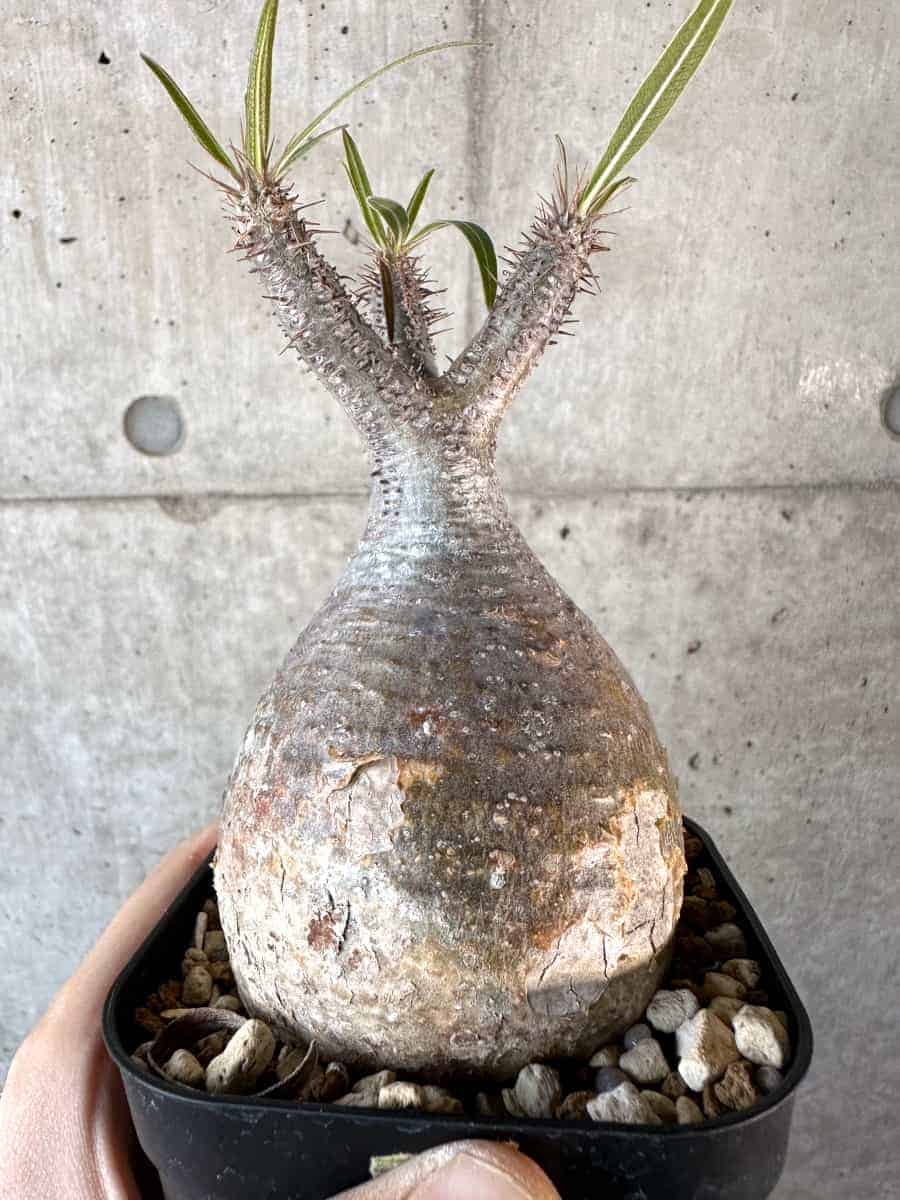 【現品限り】パキポディウム・グラキリス 現地株【A115】 Pachypodium gracilius