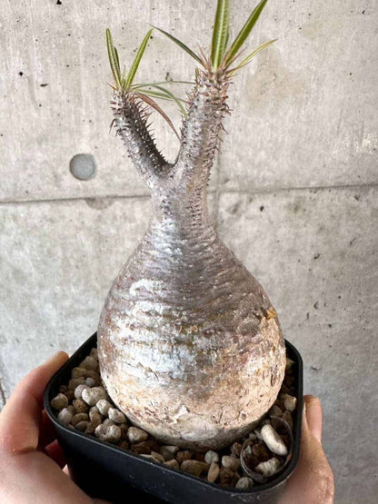 【現品限り】パキポディウム・グラキリス 現地株【A115】 Pachypodium gracilius