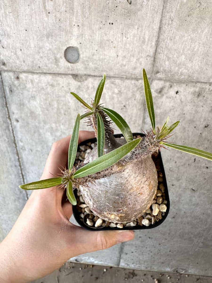 【現品限り】パキポディウム・グラキリス 現地株【A115】 Pachypodium gracilius