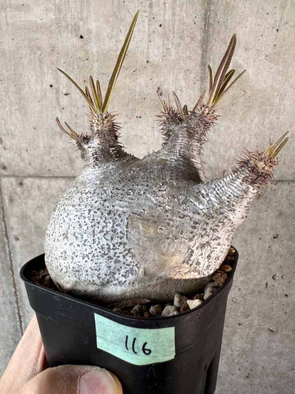 【現品限り】パキポディウム・グラキリス 現地株【A116】 Pachypodium gracilius