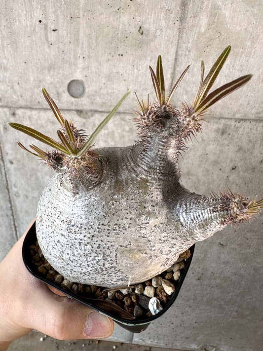 【現品限り】パキポディウム・グラキリス 現地株【A116】 Pachypodium gracilius