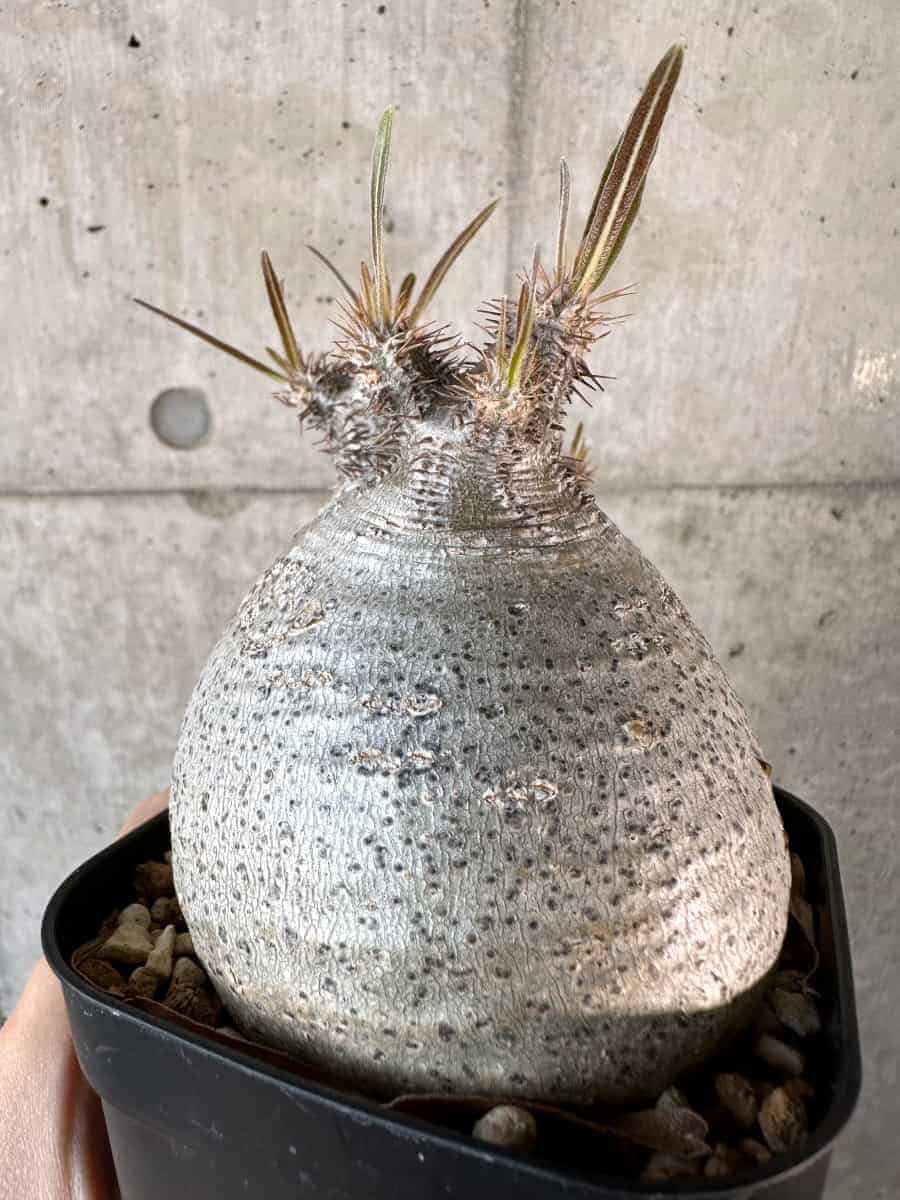 現品限り】パキポディウム・グラキリス 現地株【A116】 Pachypodium