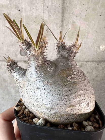 【現品限り】パキポディウム・グラキリス 現地株【A116】 Pachypodium gracilius